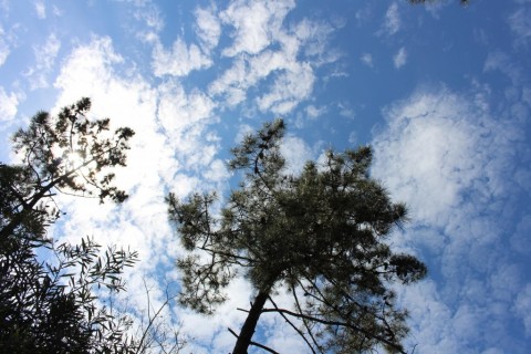 Entre a Ria e a Floresta - Trilho Natureza