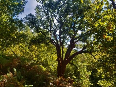 Rota dos Caminhos com Alma